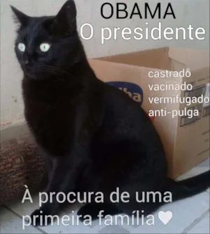 Gato raça SRD idade 3 anos nome Obama, castrado, etc