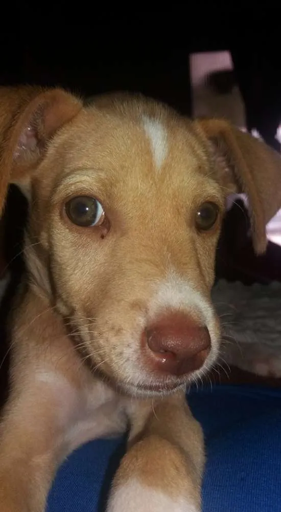 Cachorro ra a Vira lata. idade 2 a 6 meses nome Ares