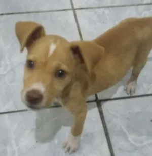 Cachorro raça Vira lata. idade 2 a 6 meses nome Ares