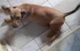 Pipoca