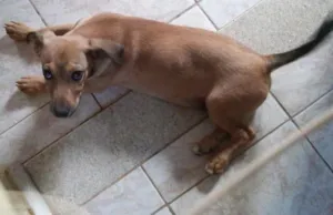 Cachorro raça SRD idade 2 a 6 meses nome Pipoca