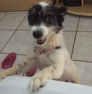 Cachorro raça Vira lata idade 6 ou mais anos nome Dodi