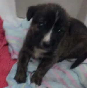 Cachorro raça Vira-lata  idade 2 a 6 meses nome Leid