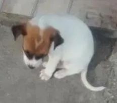 Cachorro raça Vira lata com boxer idade 2 a 6 meses nome Brutus