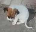Cachorro raça Vira lata com boxer idade 2 a 6 meses nome Brutus