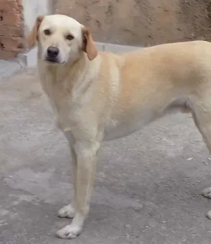 Cachorro raça Indefinida idade 2 anos nome Zeus