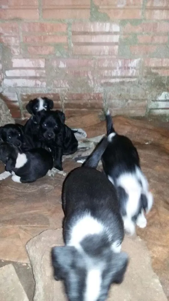 Cachorro ra a SRD idade Abaixo de 2 meses nome Filhotes 