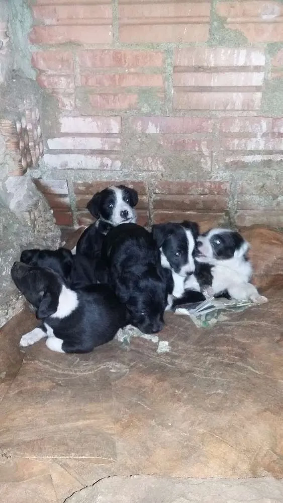 Cachorro ra a SRD idade Abaixo de 2 meses nome Filhotes 