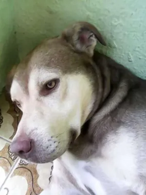 Cachorro raça  idade 4 anos nome marlon