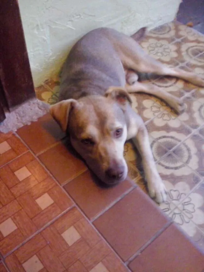 Cachorro ra a  idade 4 anos nome marlon