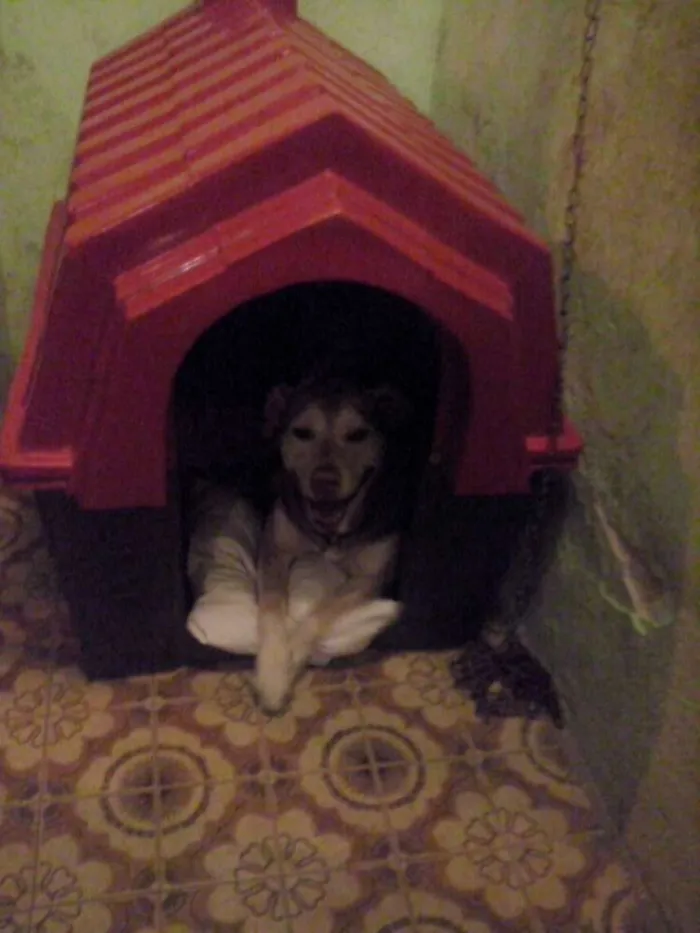 Cachorro ra a  idade 4 anos nome marlon