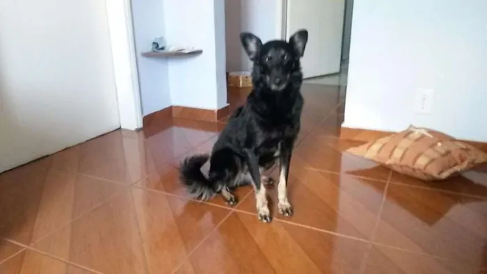 Cachorro ra a SRD idade 6 ou mais anos nome Laika