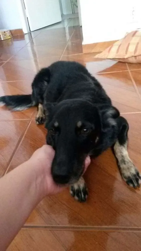 Cachorro ra a SRD idade 6 ou mais anos nome Laika