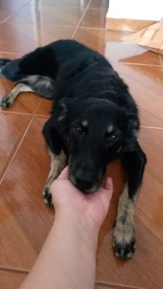 Cachorro ra a SRD idade 6 ou mais anos nome Laika