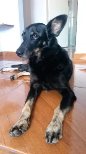 Cachorro raça SRD idade 6 ou mais anos nome Laika