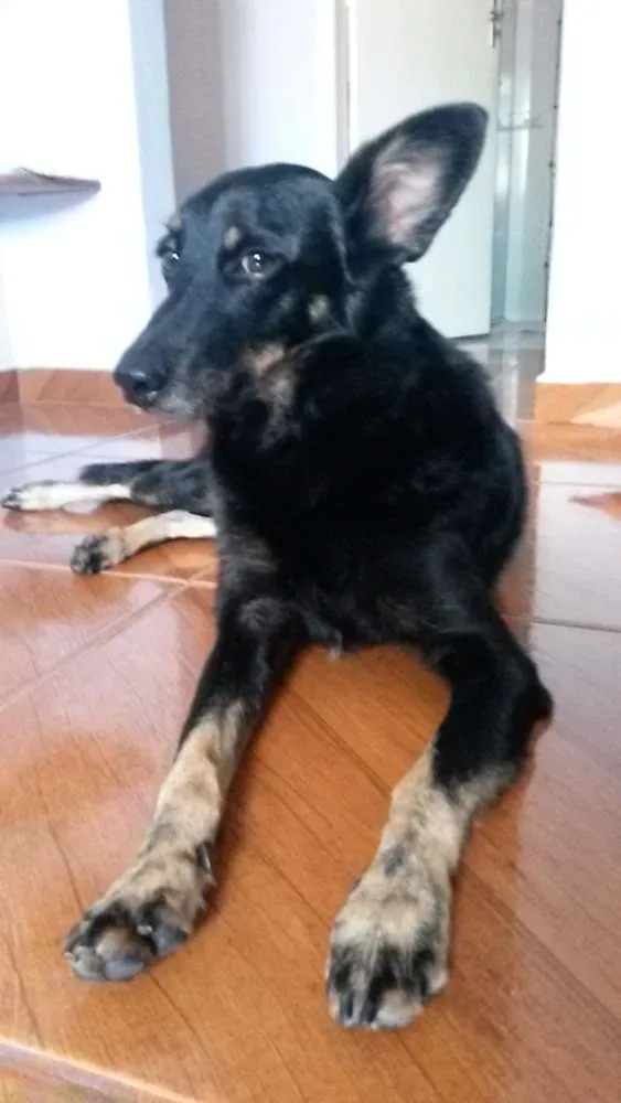 Cachorro ra a SRD idade 6 ou mais anos nome Laika