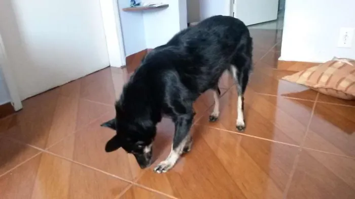 Cachorro ra a SRD idade 6 ou mais anos nome Laika