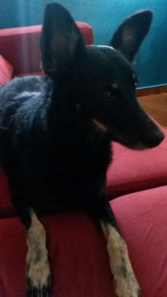 Cachorro ra a SRD idade 6 ou mais anos nome Laika