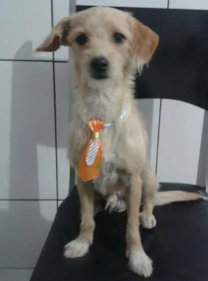 Cachorro raça VILA LATA idade 3 anos nome TINO