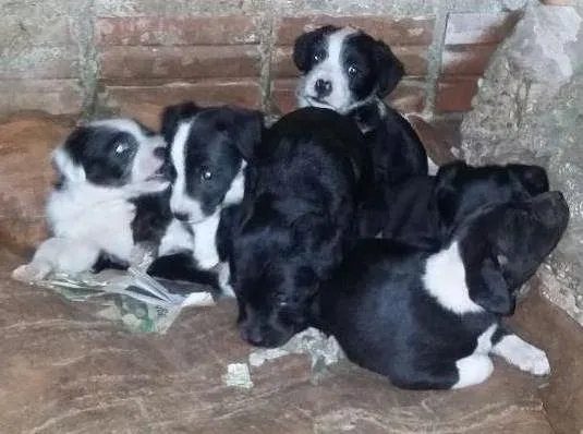 Cachorro ra a SRD idade Abaixo de 2 meses nome Filhotes 