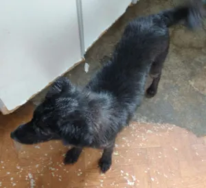 Cachorro raça SRD idade 7 a 11 meses nome Mimi