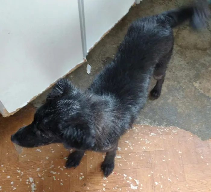 Cachorro ra a SRD idade 7 a 11 meses nome Mimi