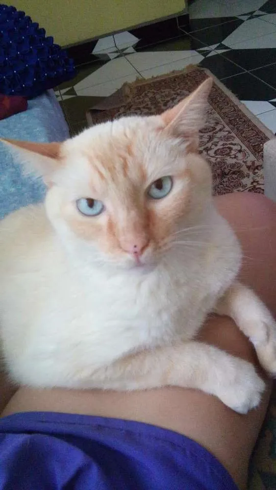 Gato ra a Sem raça  idade 4 anos nome Sansão Kiko