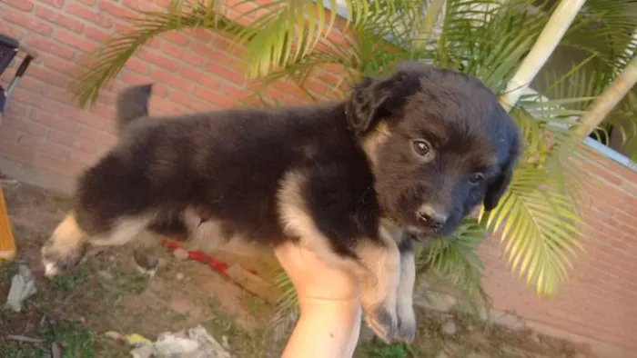Cachorro raça Vira lata idade Abaixo de 2 meses nome Ainda  estão sem nom