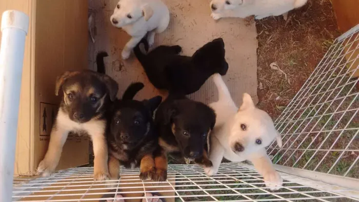 Cachorro raça Vira lata idade Abaixo de 2 meses nome Ainda  estão sem nom