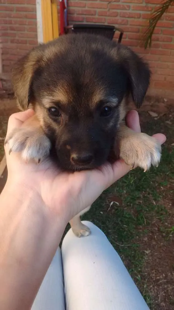 Cachorro raça Vira lata idade Abaixo de 2 meses nome Ainda  estão sem nom