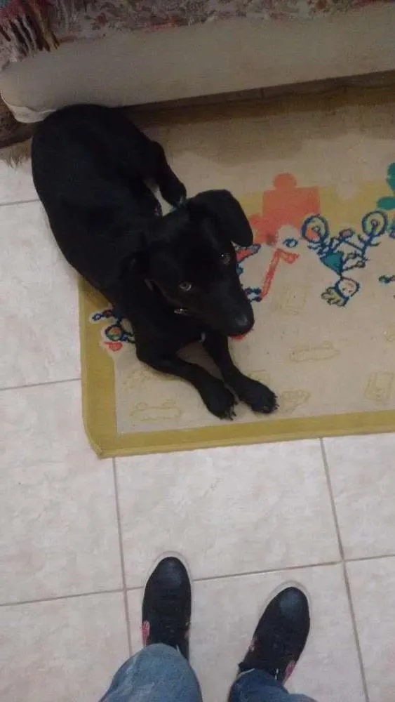 Cachorro ra a Vira lata com labrador idade 2 anos nome Jack