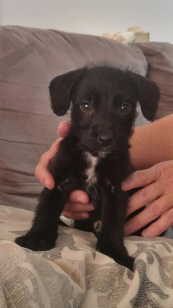 Cachorro ra a  idade 2 a 6 meses nome Sem Nome