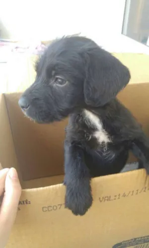 Cachorro raça  idade 2 a 6 meses nome Sem Nome