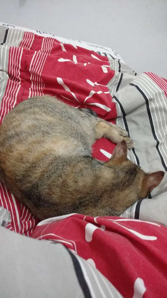 Gato raça Não definida idade 1 ano nome Lola