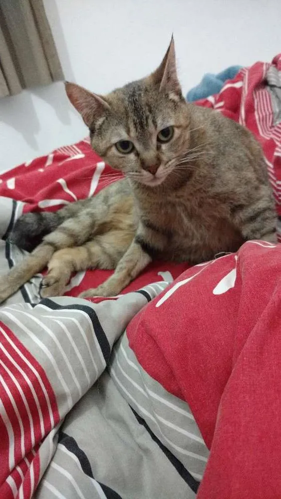 Gato raça Não definida idade 1 ano nome Lola