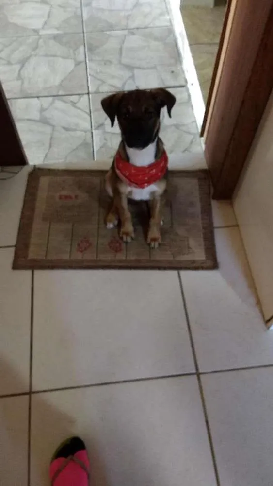 Cachorro ra a Vira lata idade 2 a 6 meses nome Thor