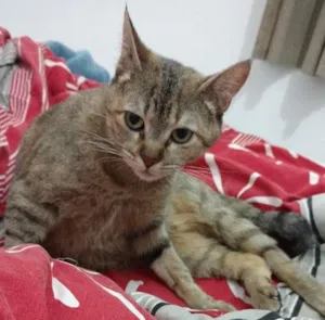Gato raça Não definida idade 1 ano nome Lola