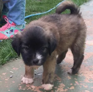 Cachorro raça Srd idade 2 a 6 meses nome Sem nome