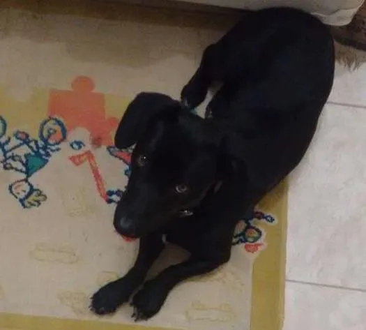 Cachorro ra a Vira lata com labrador idade 2 anos nome Jack