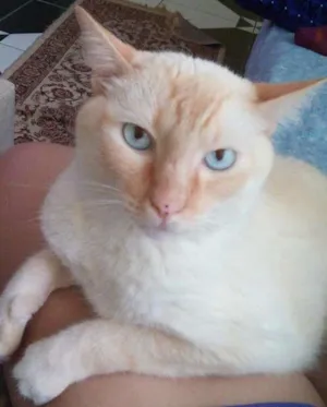 Gato raça Sem raça  idade 4 anos nome Sansão Kiko