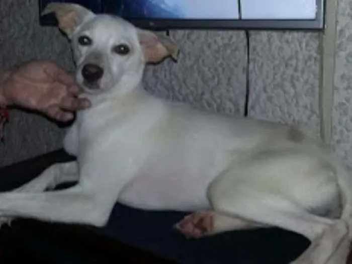 Cachorro raça vira-lata idade 1 ano nome MIA