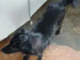 Mimi