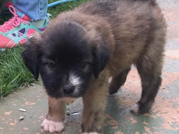 Cachorro ra a Srd idade 2 a 6 meses nome Sem nome