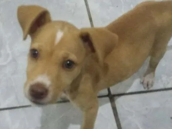Cachorro ra a Vira lata. idade 2 a 6 meses nome Ares