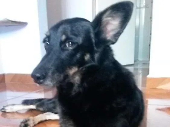 Cachorro ra a SRD idade 6 ou mais anos nome Laika