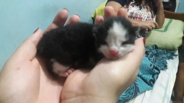 Gato raça Mestiço de siâmes idade Abaixo de 2 meses nome Sem nome