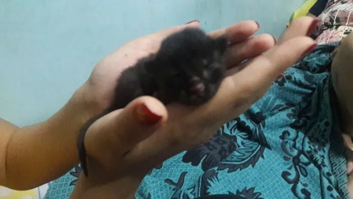 Gato raça Mestiço de siâmes idade Abaixo de 2 meses nome Sem nome