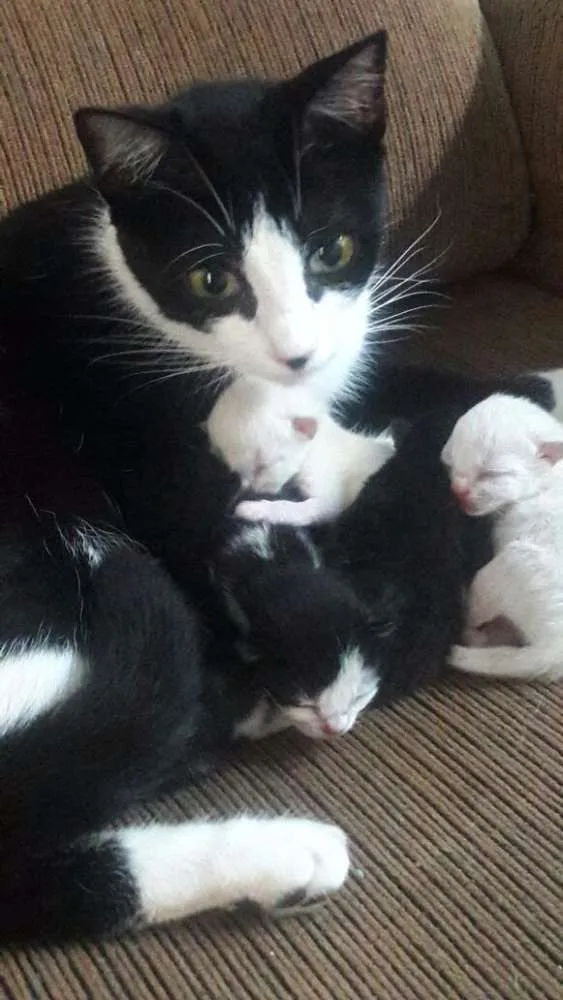 Gato raça Mestiço de siâmes idade Abaixo de 2 meses nome Sem nome