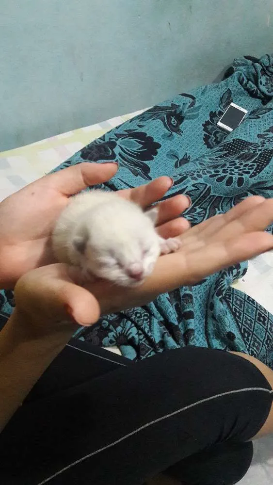 Gato raça Mestiço de siâmes idade Abaixo de 2 meses nome Sem nome