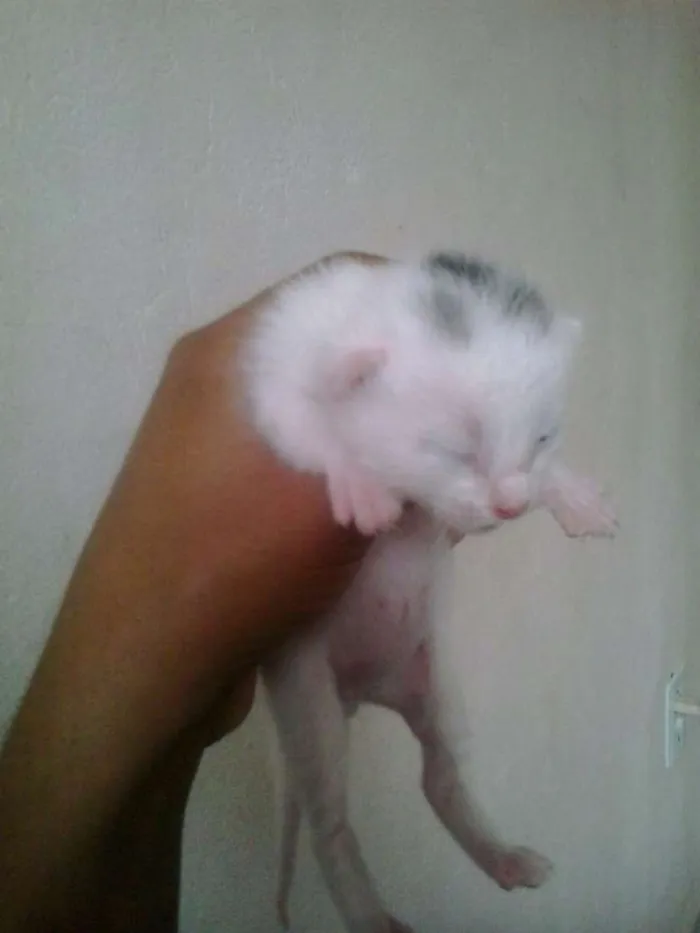 Gato raça Indefinida idade Abaixo de 2 meses nome Sem nome